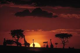 Masai mara