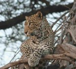 Kenya Safaris