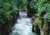 One of Kenya's breathtaking Forests