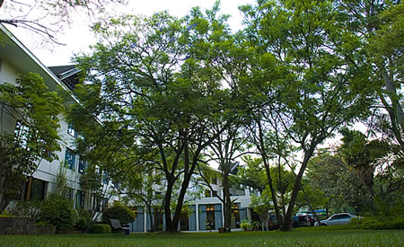 Jacaranda