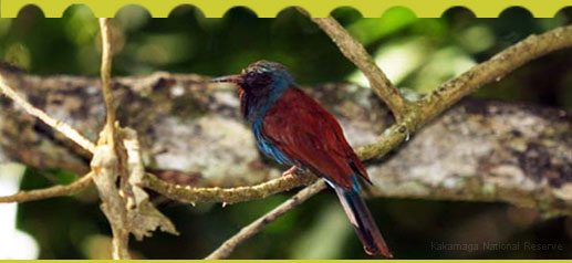 Kakamega National Reserve