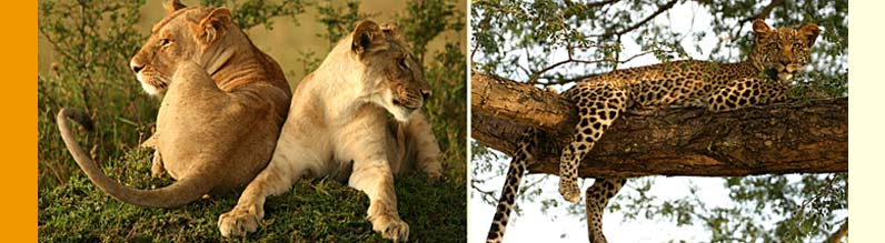 Safari