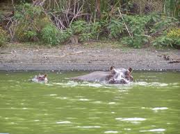 Hippos