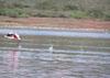 Lake Bogoria