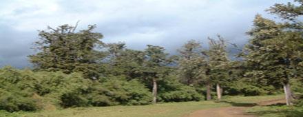 forest