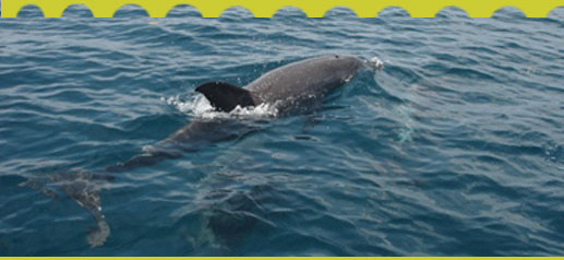 Kisite Mpunguti Dolphin traveling