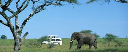 Kenya National Parks 