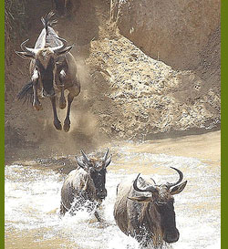 Kenya's wildebeest migration
